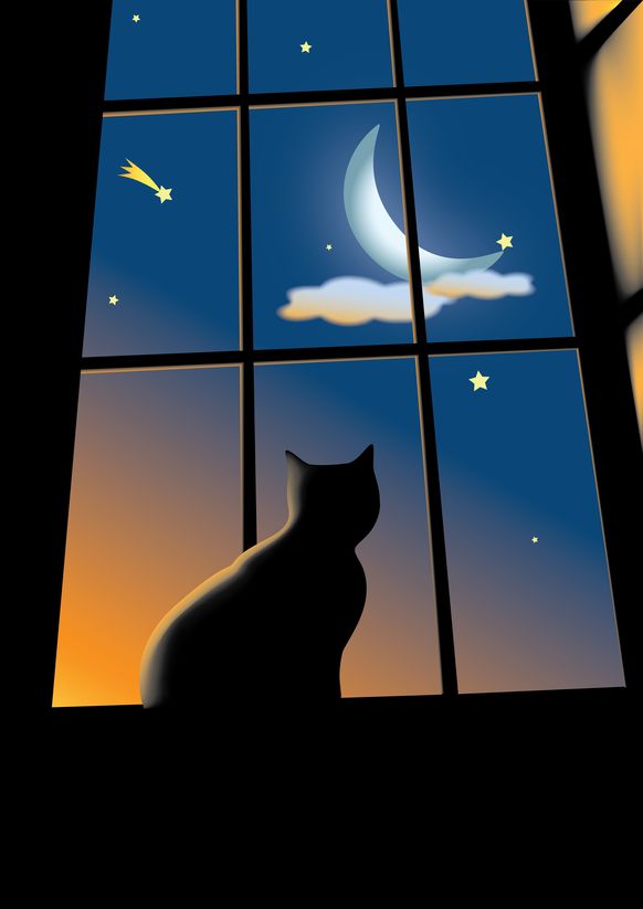 窓越しに月と星を見上げる猫