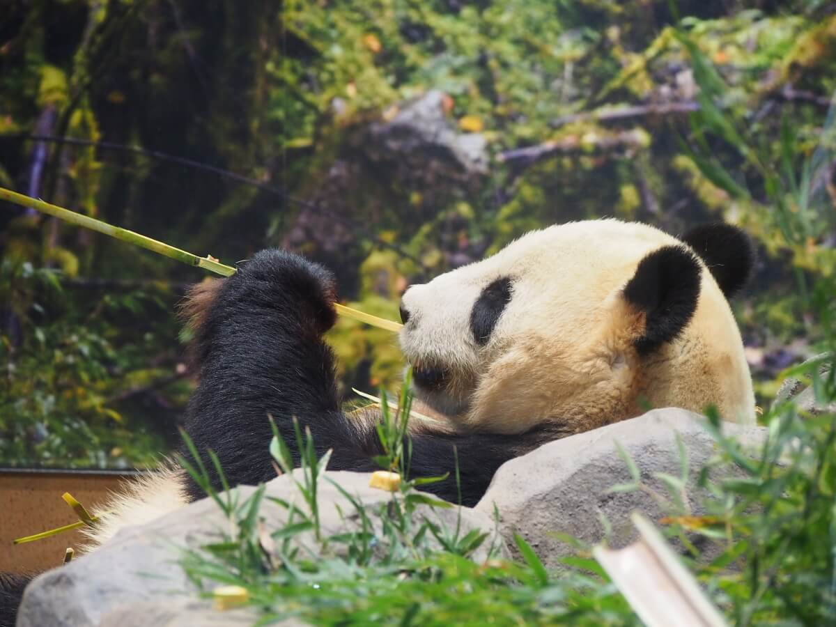 笹を食べているパンダの横顔と腕