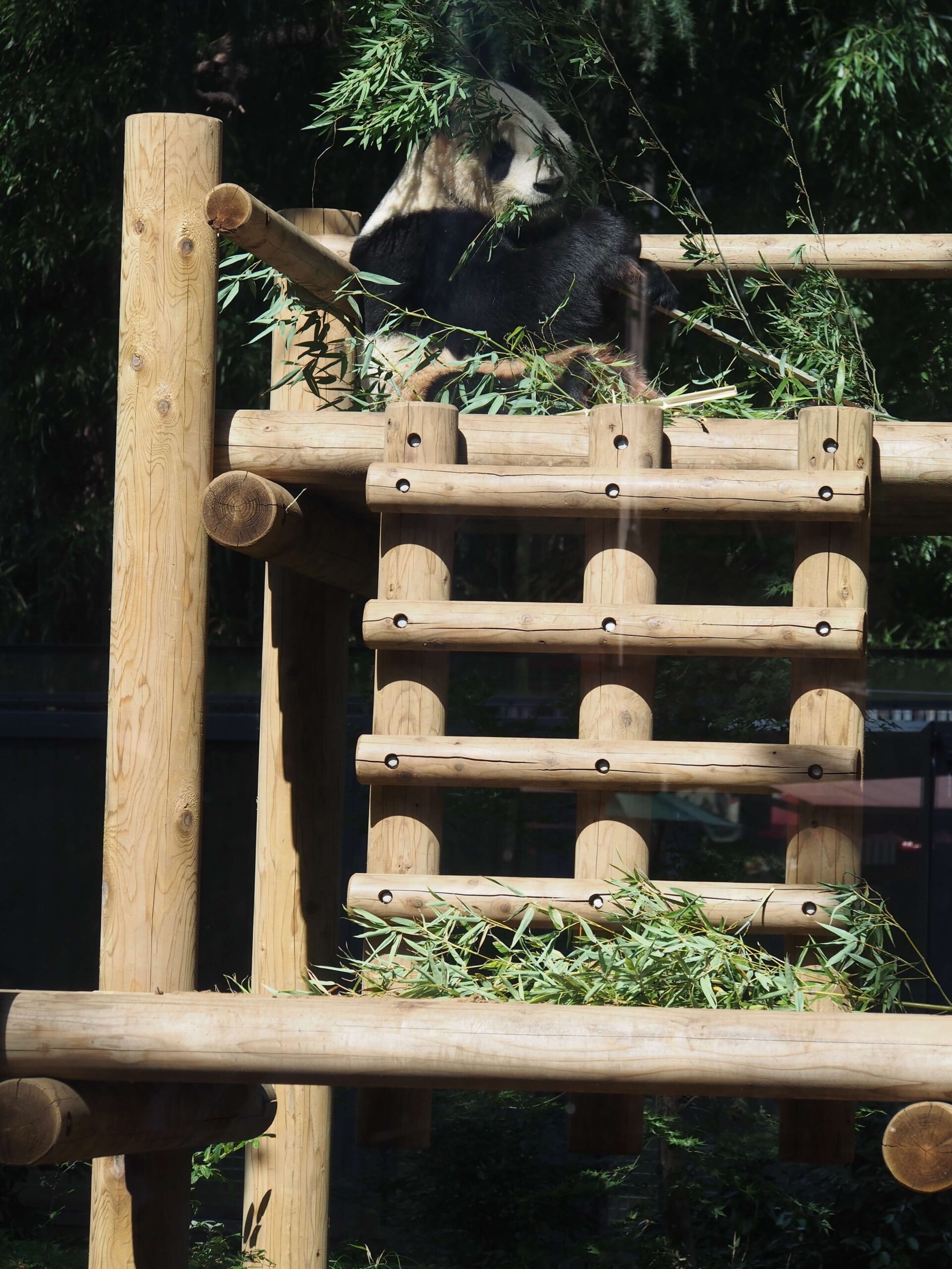 東京上野動物園のジャイアントパンダリーリーが木の上で笹を食べている