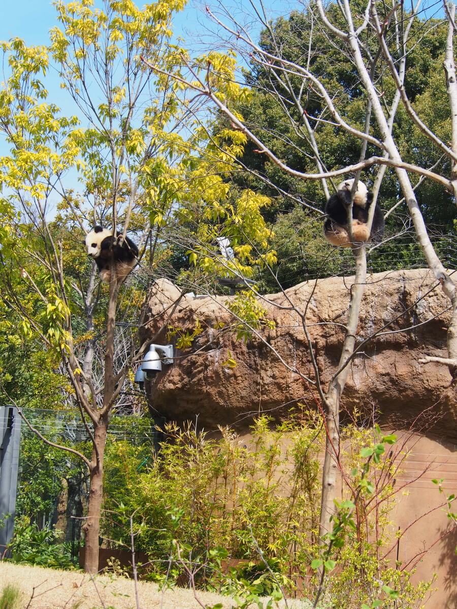 二頭の小さなパンダが木に登っている