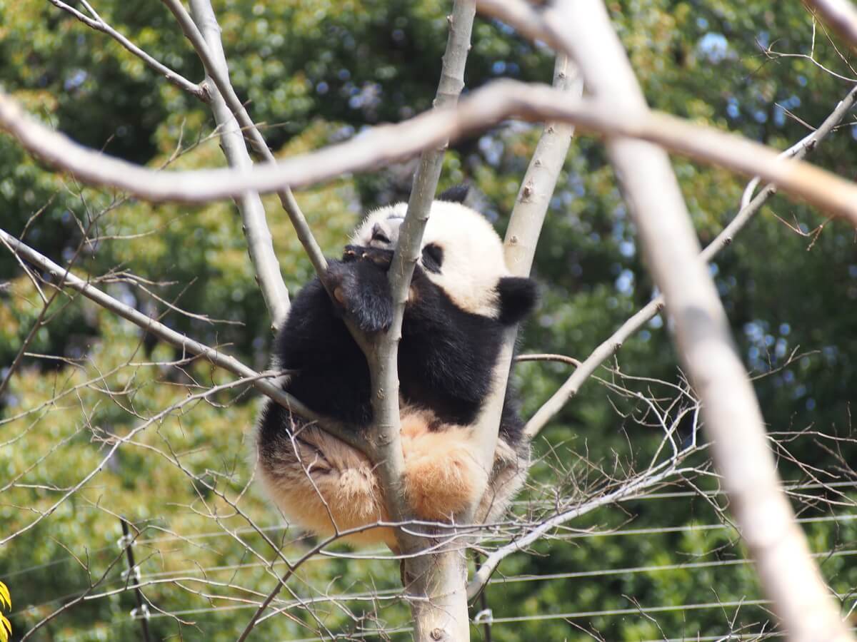 木の枝に座っている子どものジャイアントパンダ