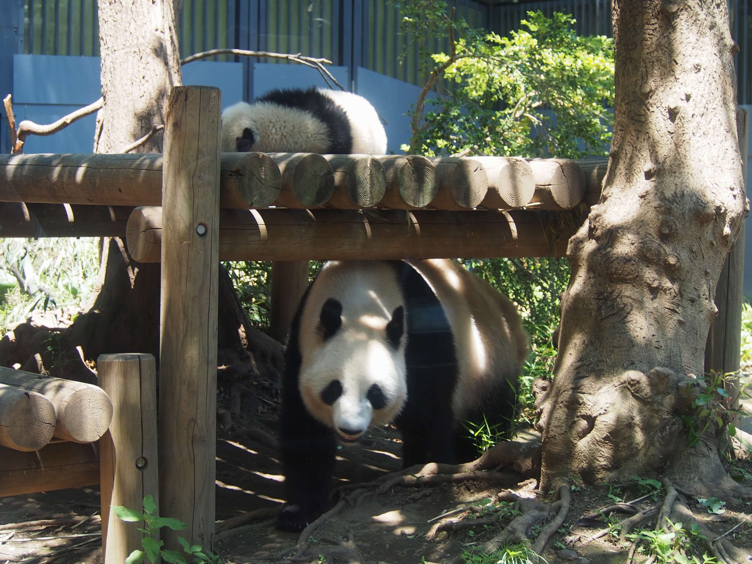 上野動物園の母パンダシンシンと子どものシャンシャン