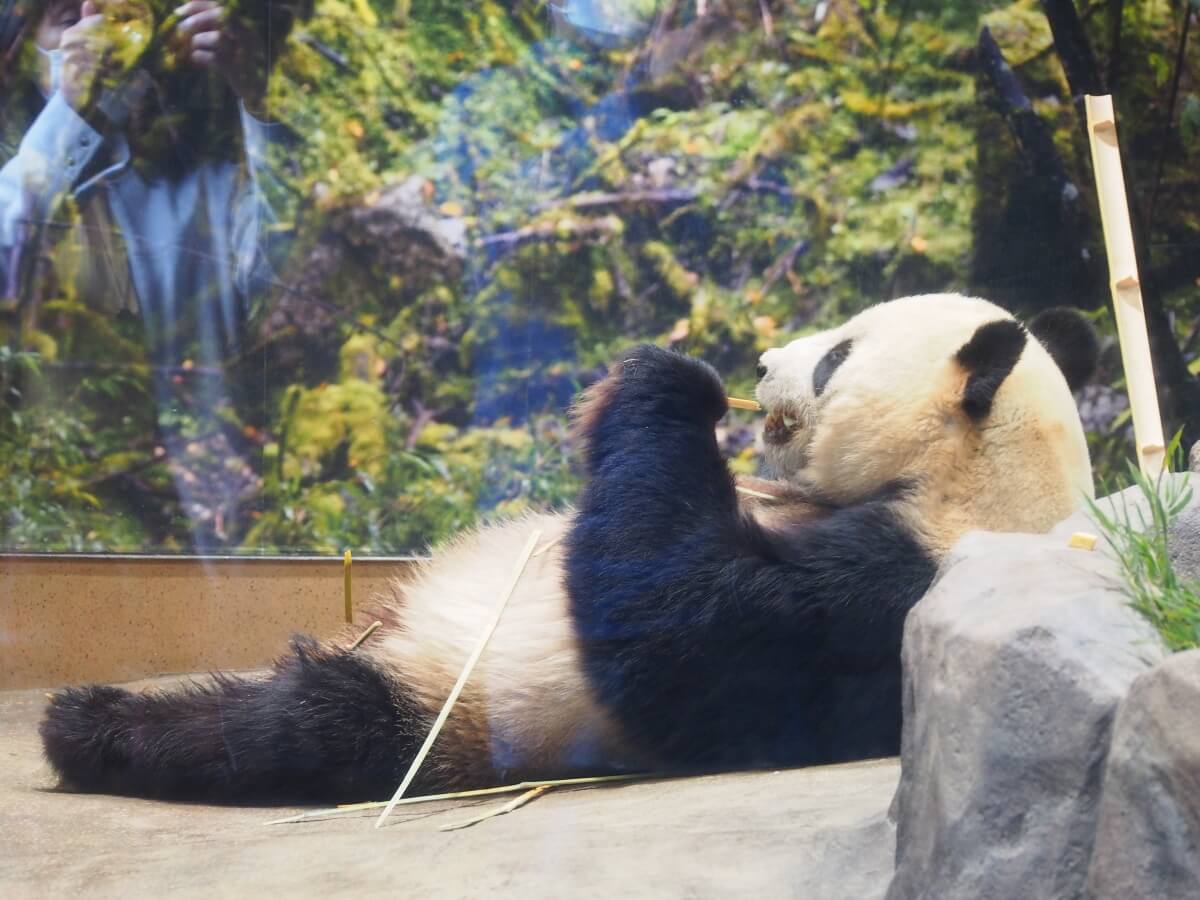 寝そべって笹を食べているパンダ