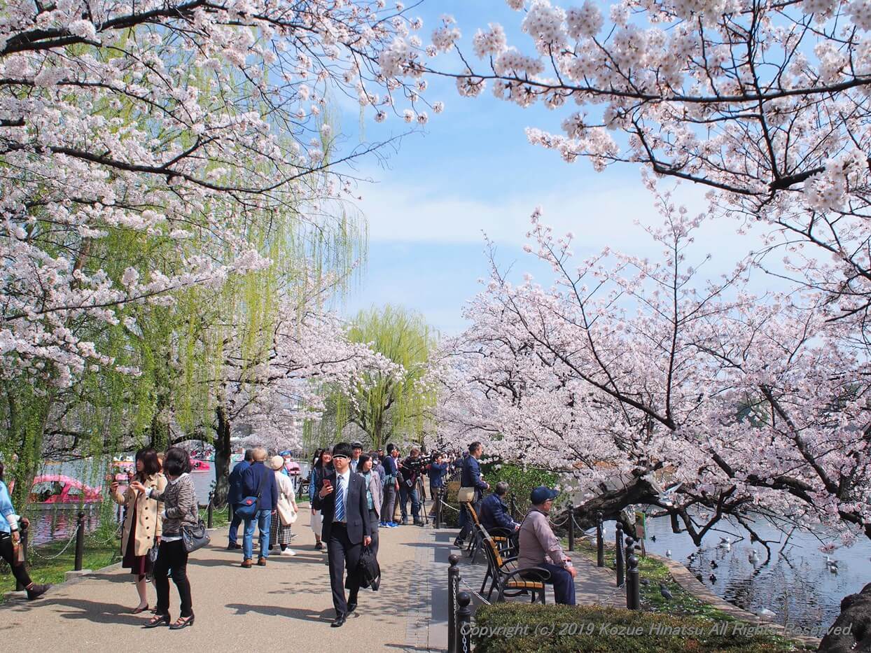 満開の桜と柳と歩いている人々