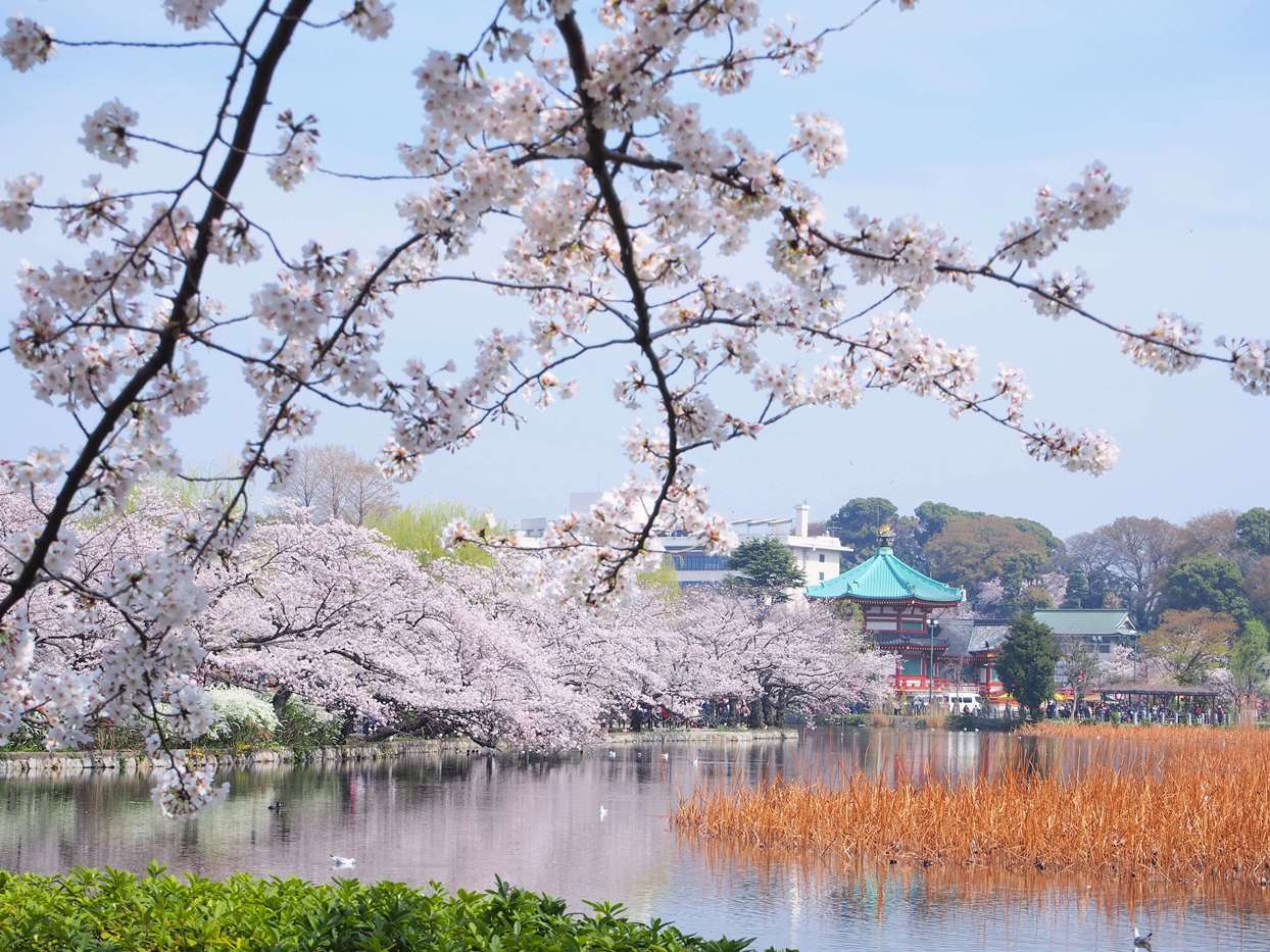 上野弁天堂と池と満開の桜