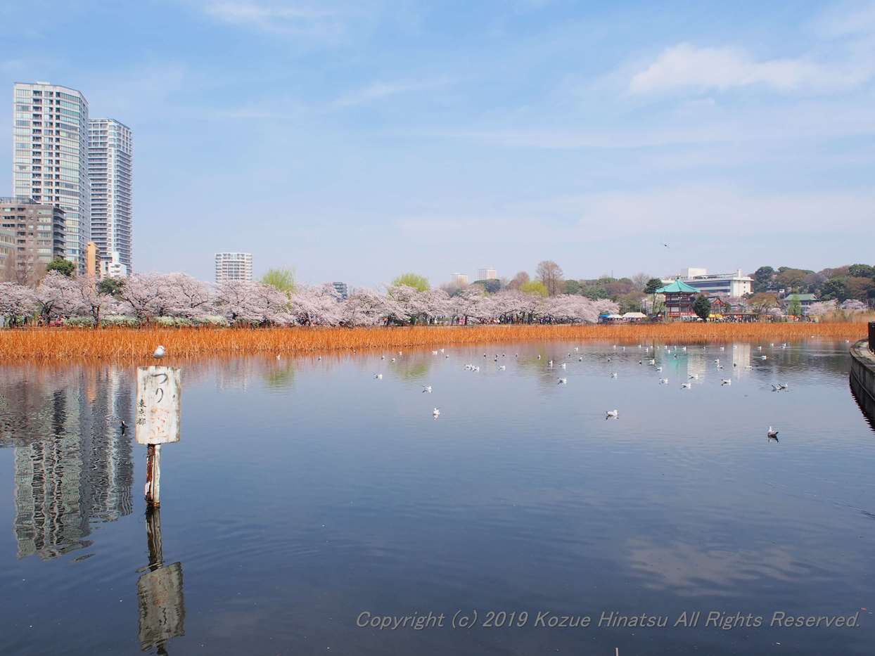 上野不忍池と弁天堂の写真
