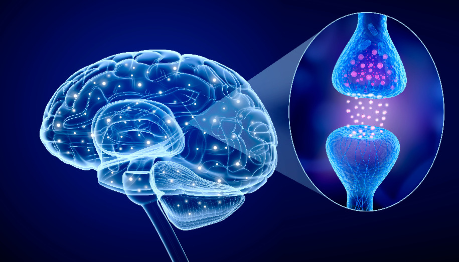 ヒトの脳の絵とシナプスの拡大図